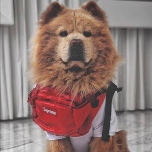 Meet your Posher, Joey